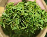 茶樹產(chǎn)量高嗎？一畝產(chǎn)多少斤？