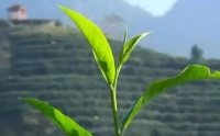 客田鎮(zhèn)：茶樹吐新芽，茶農(nóng)喜增收