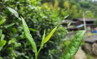 4月19日最新咨詢：“七安紅”春茶開始采收，新